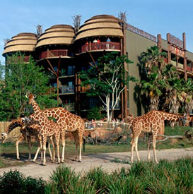 giraffe at disney's animal kingdom lodge